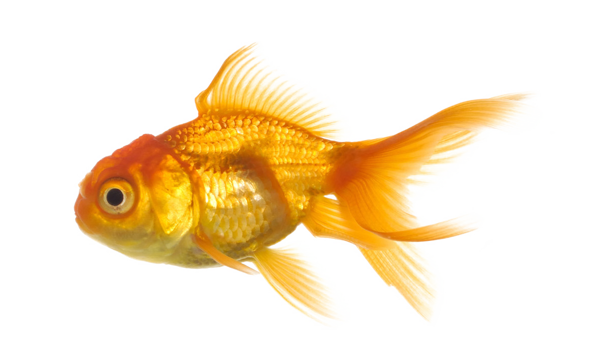 fish_PNG25159.png